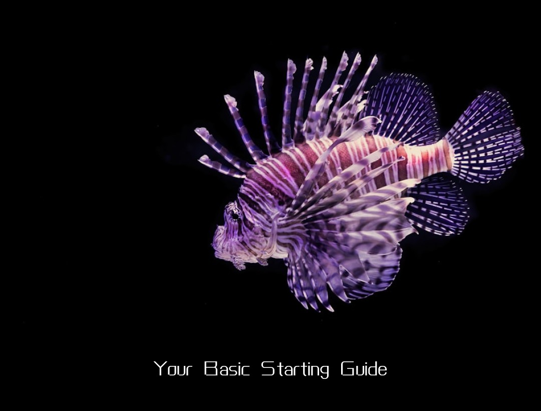Your Basic Starting Guide