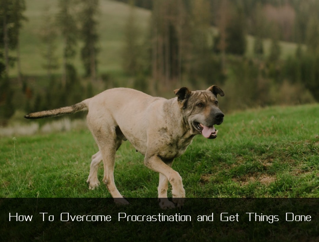 How To Overcome Procrastination and Get Things Done