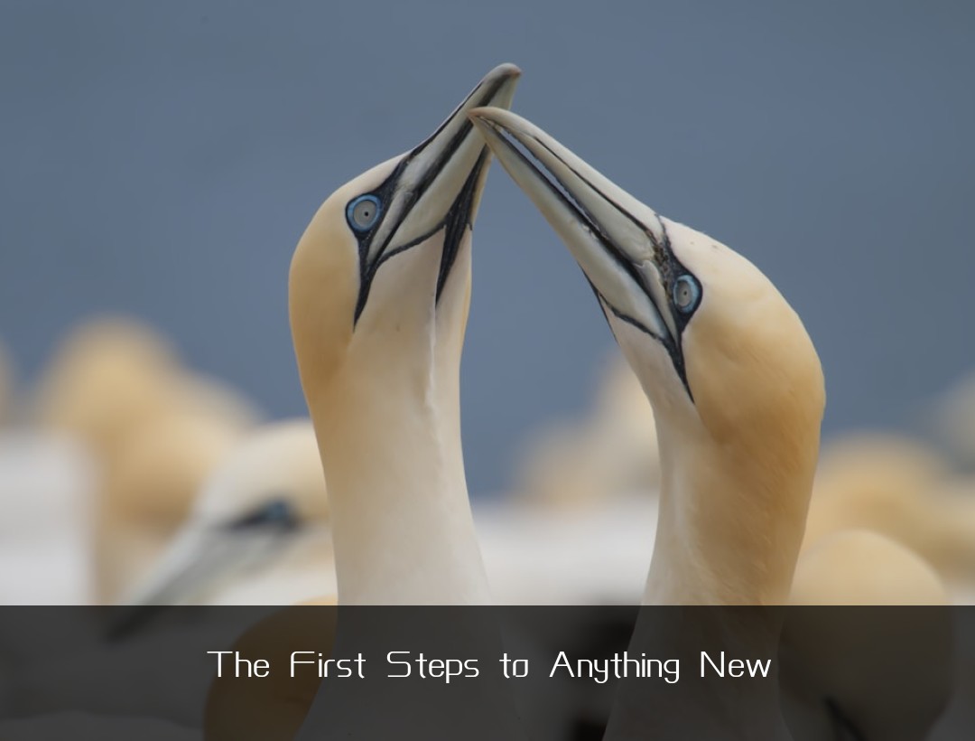 The First Steps to Anything New