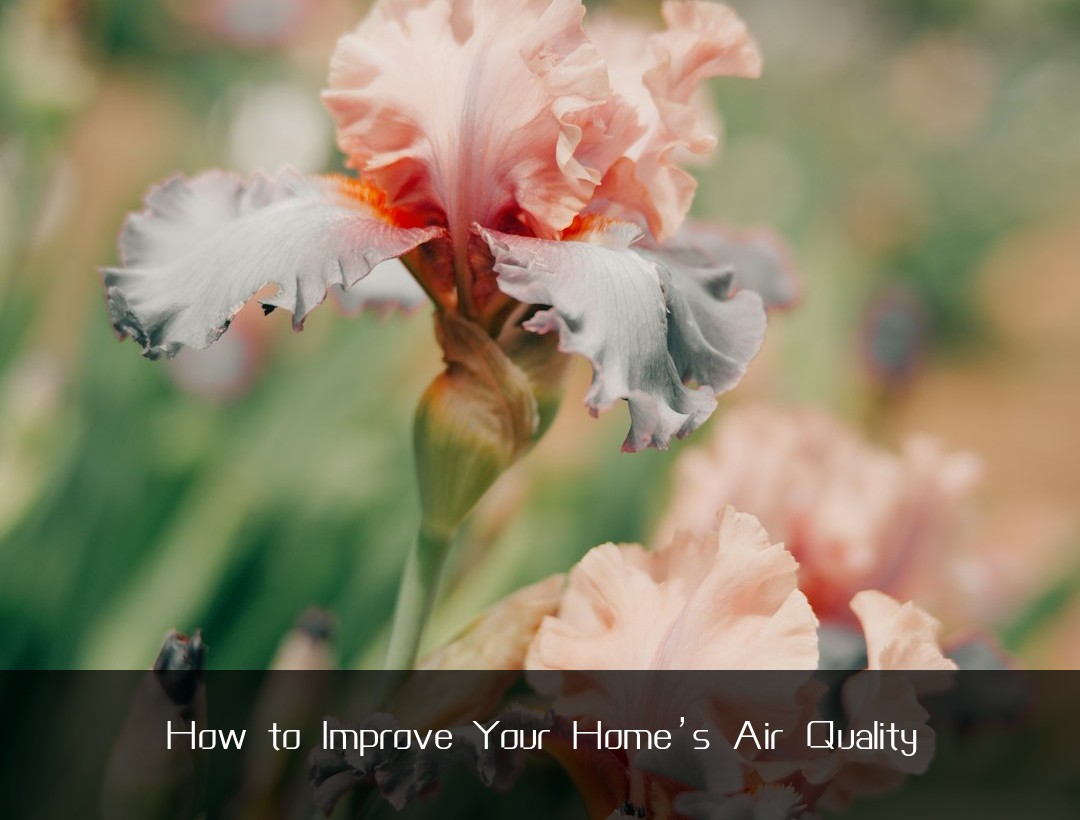 How to Improve Your Home’s Air Quality
