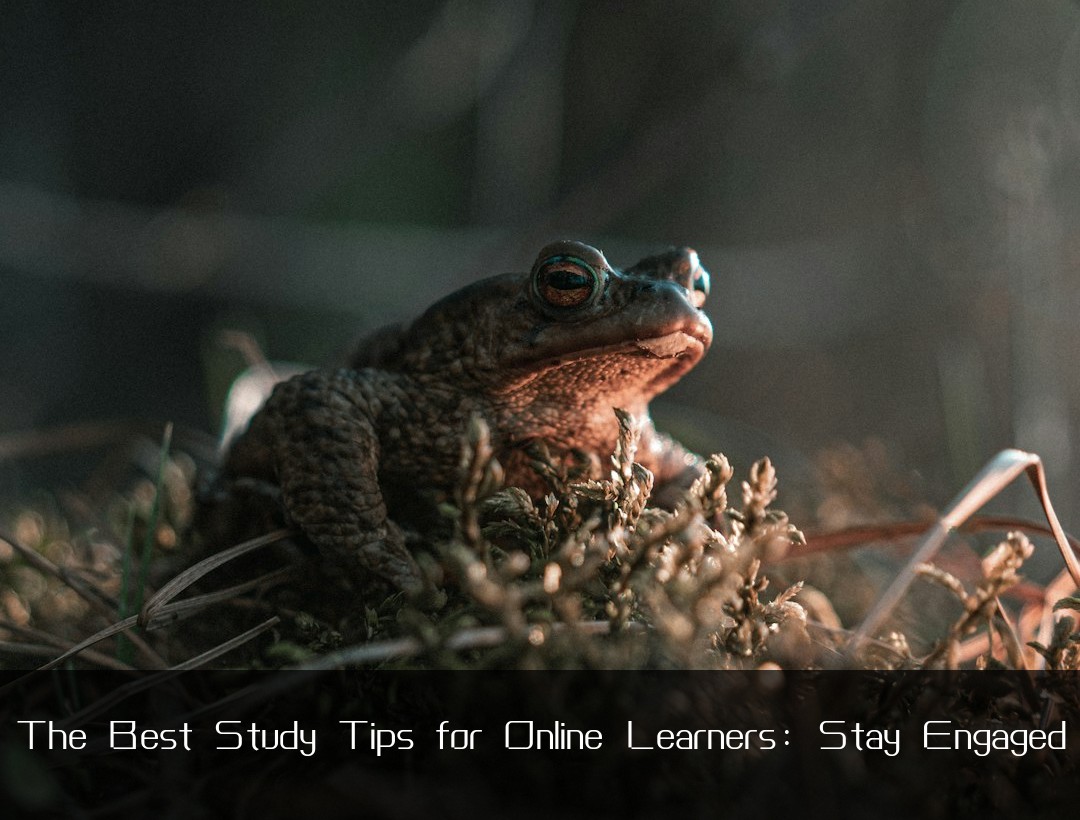 The Best Study Tips for Online Learners: Stay Engaged