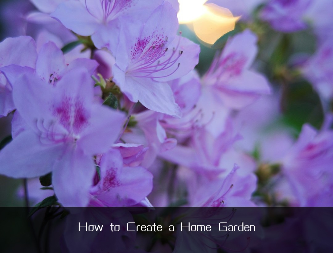 How to Create a Home Garden